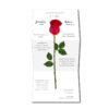 B103064 invitacion una rosa para la boda